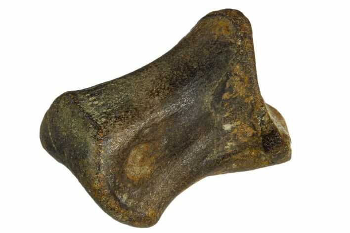 Rare, Valdosaurus? Toe Bone - Isle of Wight, England #123527